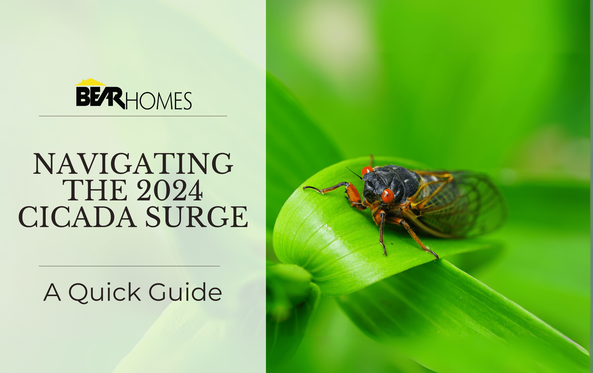 The 2024 Cicada Emergence What Homeowners Need to Know