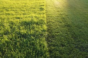 new grass before and after the first mow